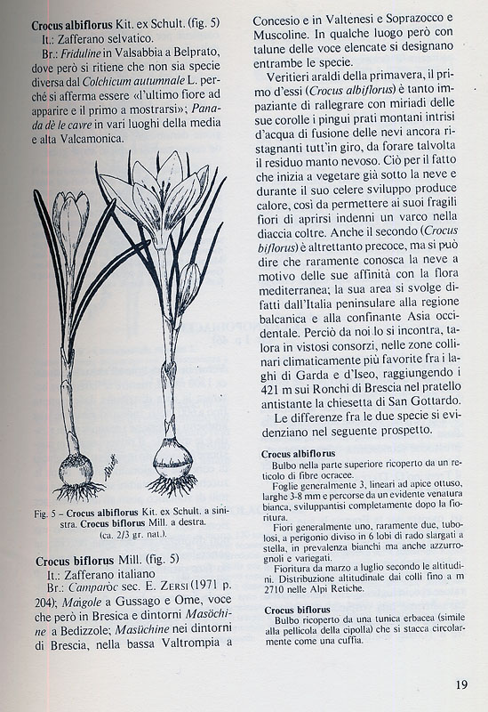 Crocus biflorus / Zafferano selvatico